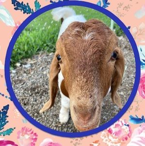 Meet your Posher, Marie
